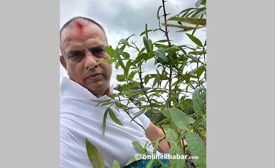हरिवंश आचार्यद्वारा पुर्ख्यौली थलो काभ्रेमा टिमुर र एभोकाडो विरुवा रोपाइँ