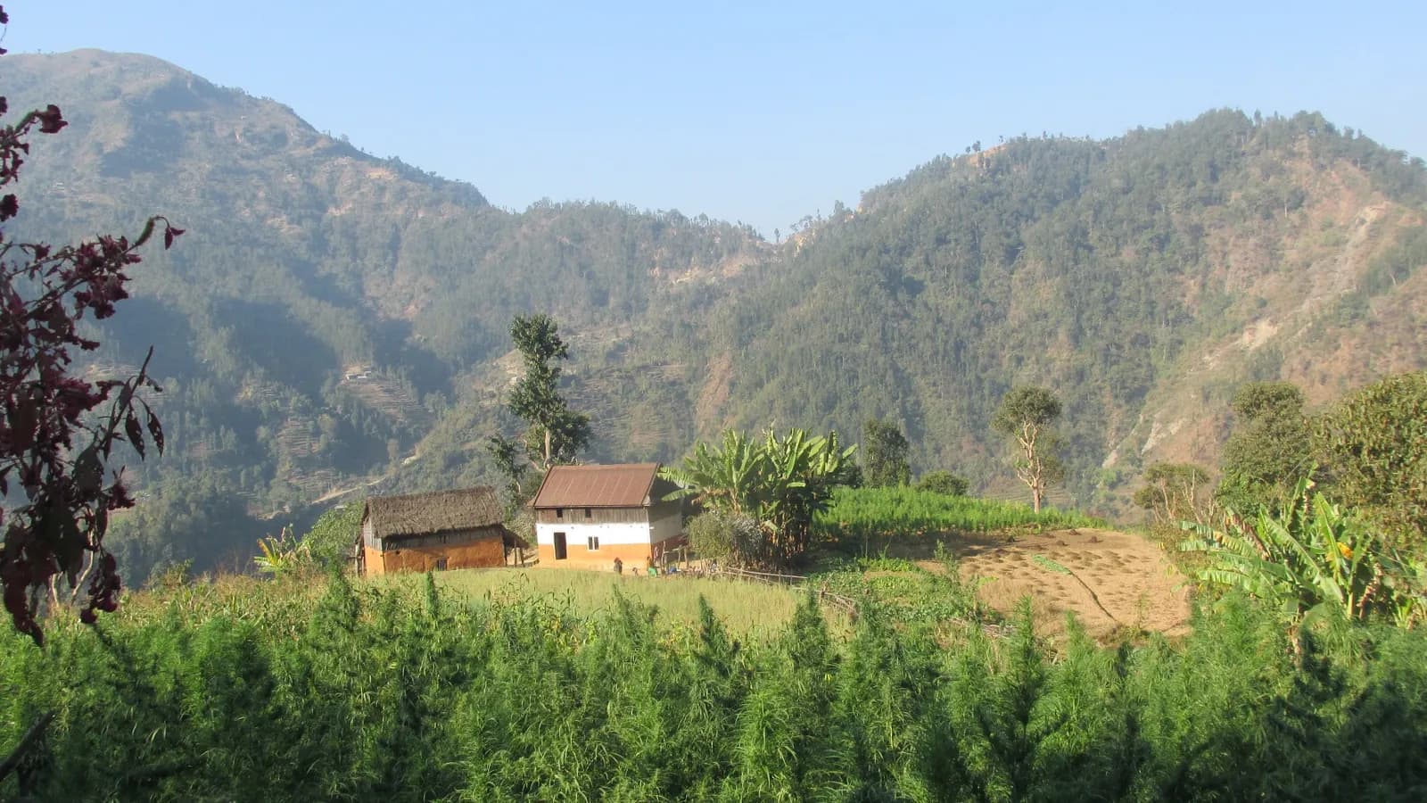 गण्डकी प्रदेशद्वारा औषधि तथा उद्योगका लागि गाँजा खेती नियमन गर्ने कानुन अघि बढाइयो