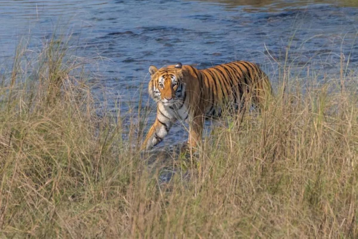 पार्सा राष्ट्रिय निकुञ्जमा बाघको संख्या ७३ प्रतिशतले वृद्धि, CA|TS प्रमाणीकरण प्रक्रिया सुरु