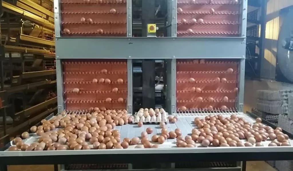 विश्व अन्डा दिवस : नेपालमा दैनिक ३८ लाख अन्डा उत्पादन, माग ५० लाख
