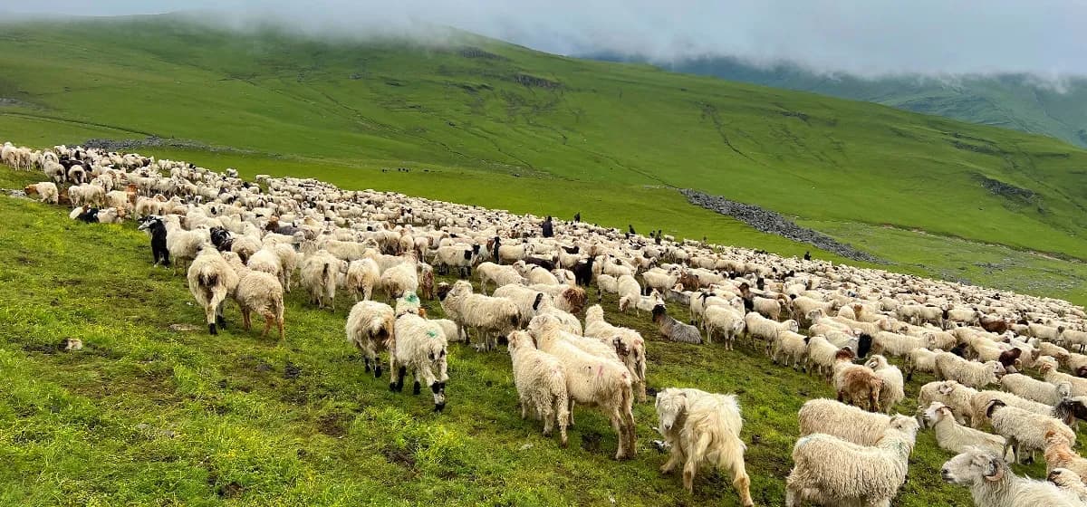 दसैँमा मुस्ताङ हुँदै ३५ करोड रुपैयाँ बराबरका भेडा र च्याङ्ग्रा निकासी