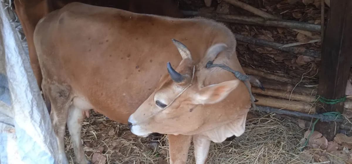 बाँकेका चार स्थानीय तहमा लम्पी स्किनविरुद्ध गाईवस्तुलाई खोप लगाइँदै