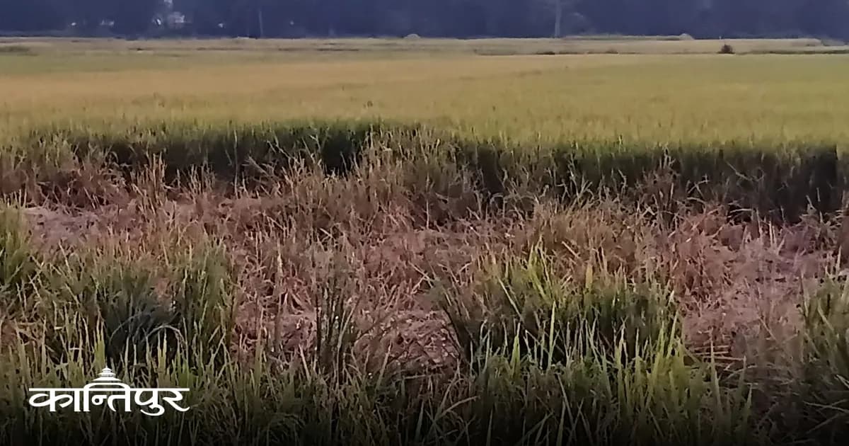 माडीमा धान पाके पनि किसान दोधारमा: वर्षाको डर र हात्तीको आतंकले ५० बिघा बाली जोखिममा
