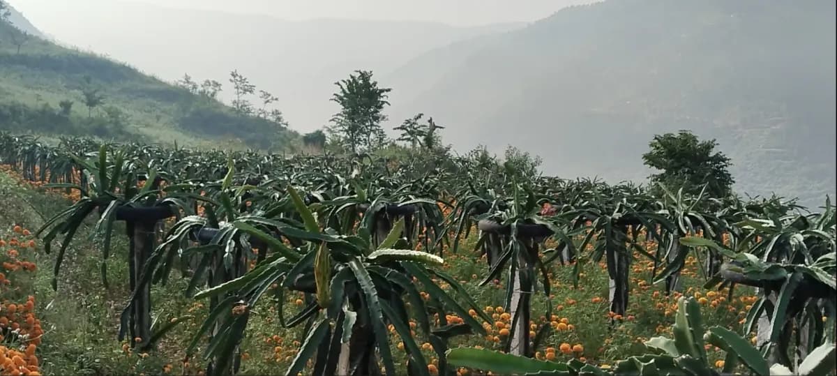रामेछापमा ड्रागन फ्रुट खेती विस्तार, बगैंचाबाटै प्रतिकिलो ३ सय ५० रुपैयाँसम्म